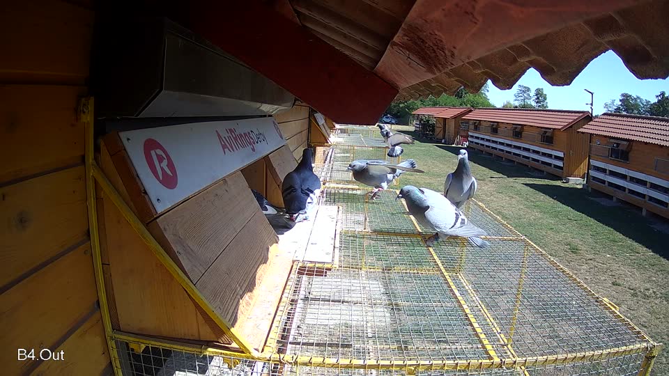 Pigeon Arrival Image For Race Race 3