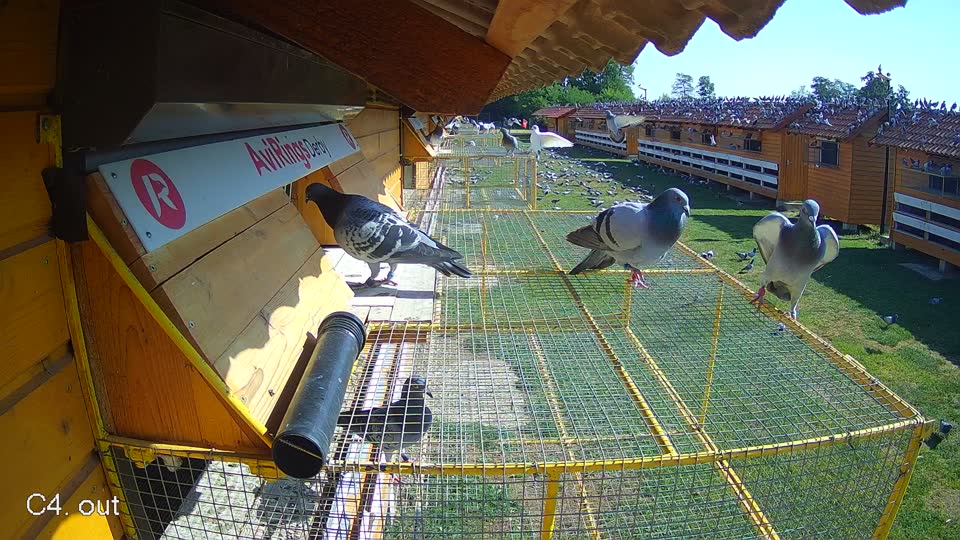 Pigeon Arrival Image For Race Race 2