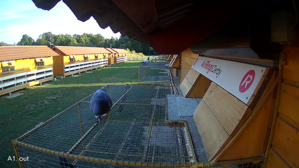 Pigeon Arrival Image For Race Race 5