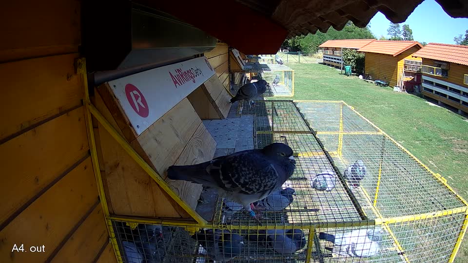 Pigeon Arrival Image For Race Race 4
