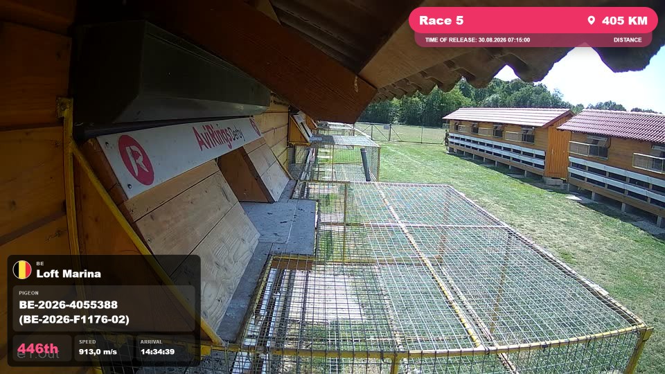 Pigeon Arrival Image For Race Race 5