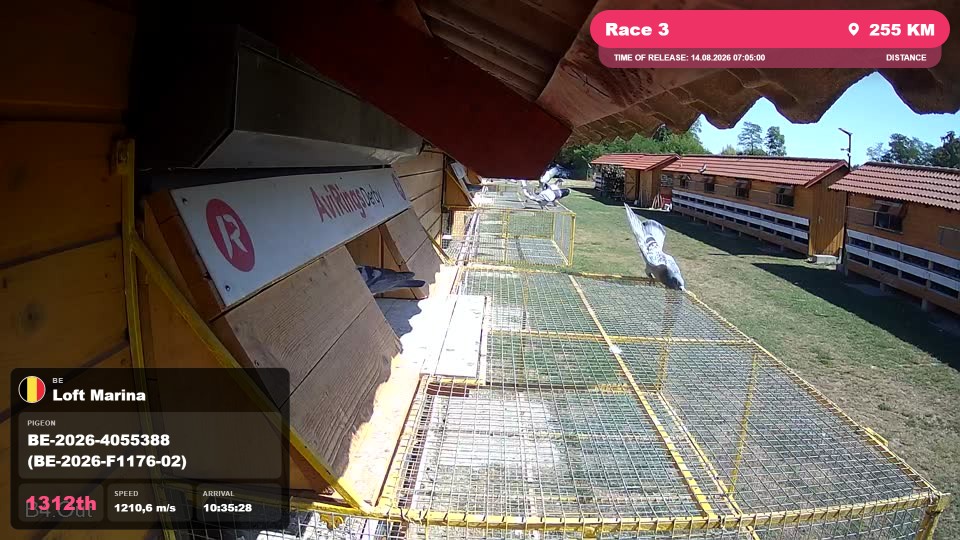 Pigeon Arrival Image For Race Race 3