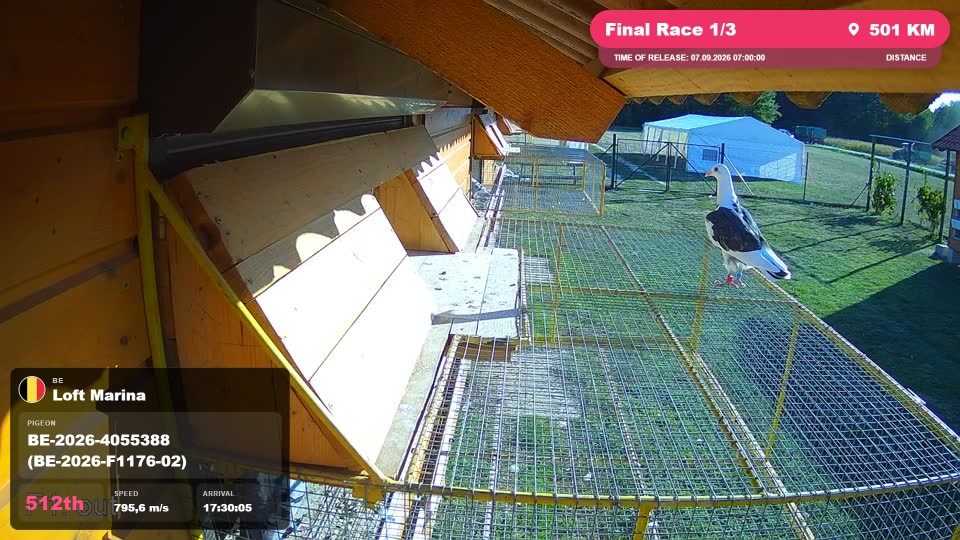 Pigeon Arrival Image For Race Final Race 1/3