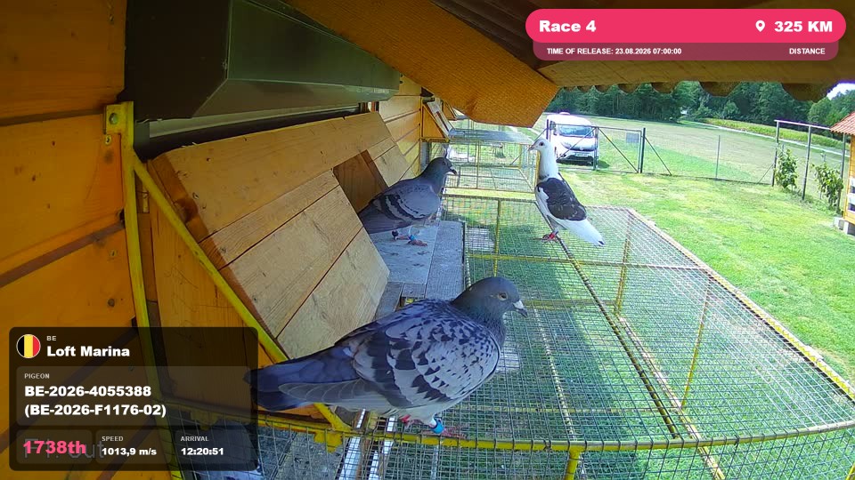 Pigeon Arrival Image For Race Race 4