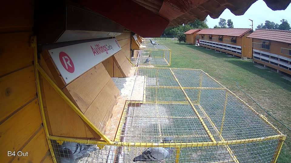 Pigeon Arrival Image For Race Race 3