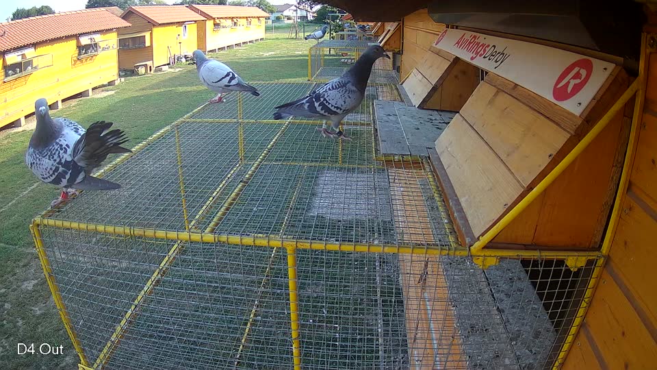 Pigeon Arrival Image For Race Race 4