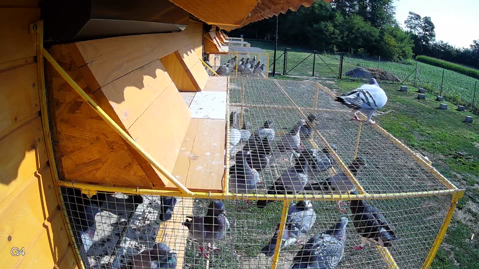 Pigeon Arrival Image For Race Race 3