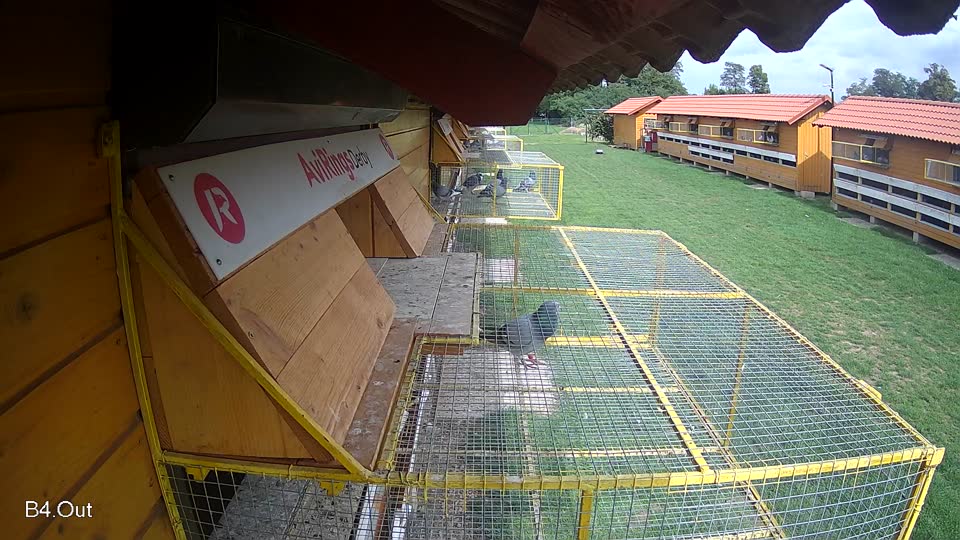 Pigeon Arrival Image For Race Final race 1