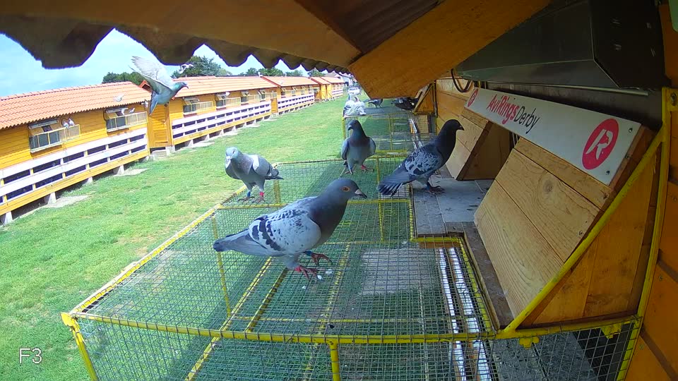 Pigeon Arrival Image For Race Race 4