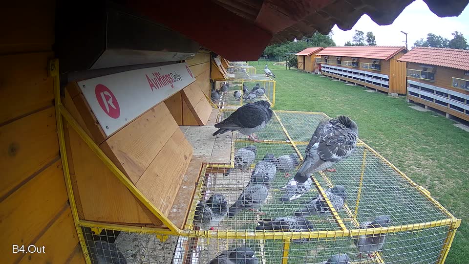 Pigeon Arrival Image For Race Race 6