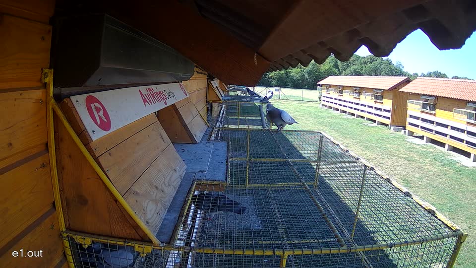 Pigeon Arrival Image For Race Race 3
