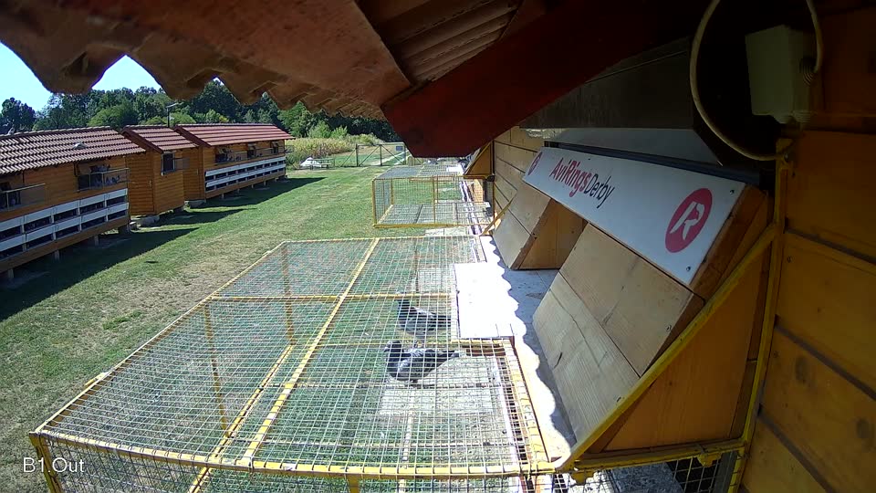 Pigeon Arrival Image For Race Race 2