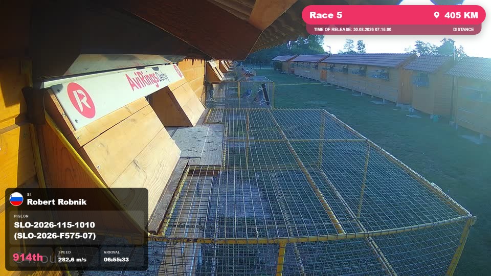 Pigeon Arrival Image For Race Race 5