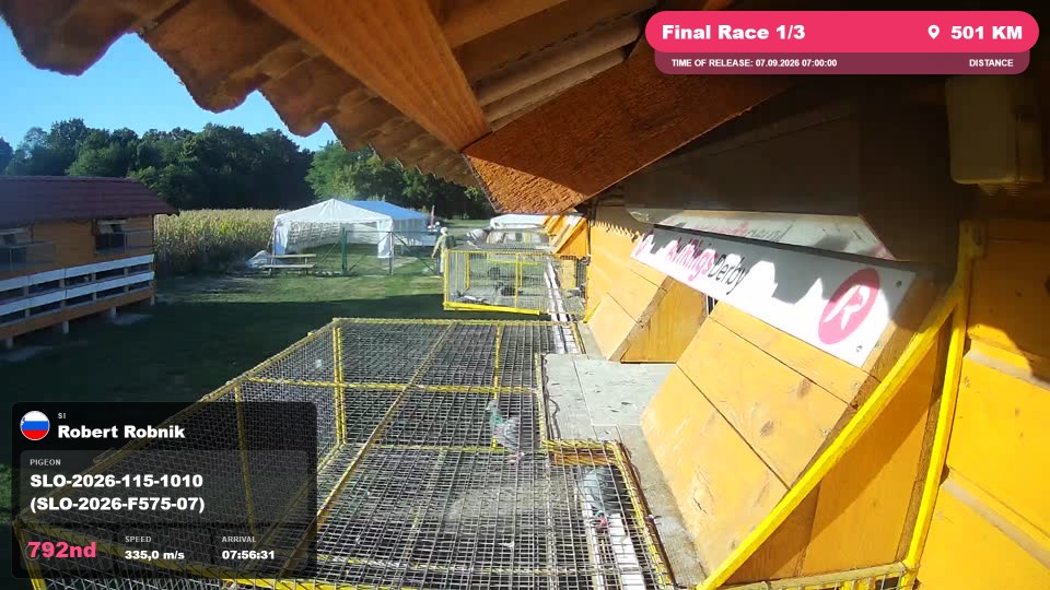 Pigeon Arrival Image For Race Final Race 1/3