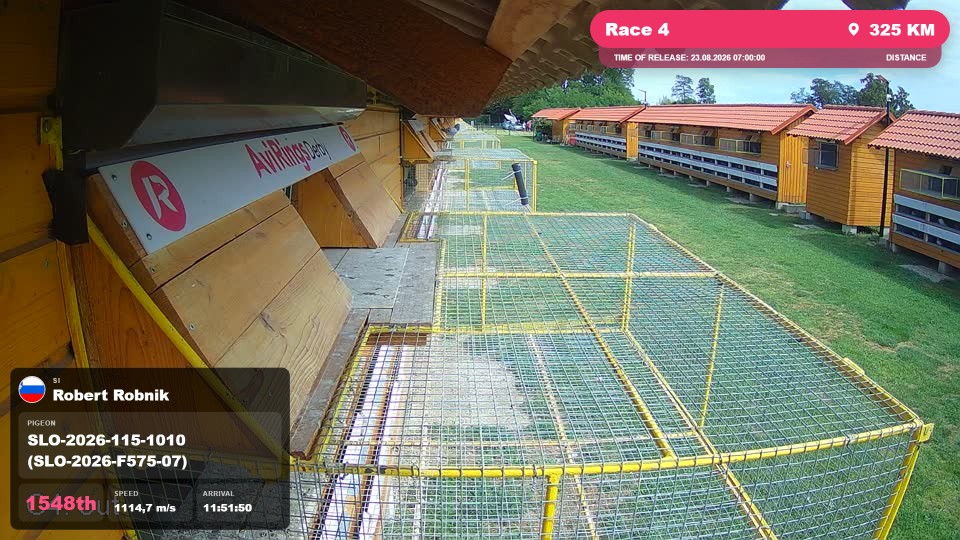 Pigeon Arrival Image For Race Race 4