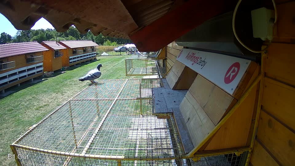 Pigeon Arrival Image For Race Race 5