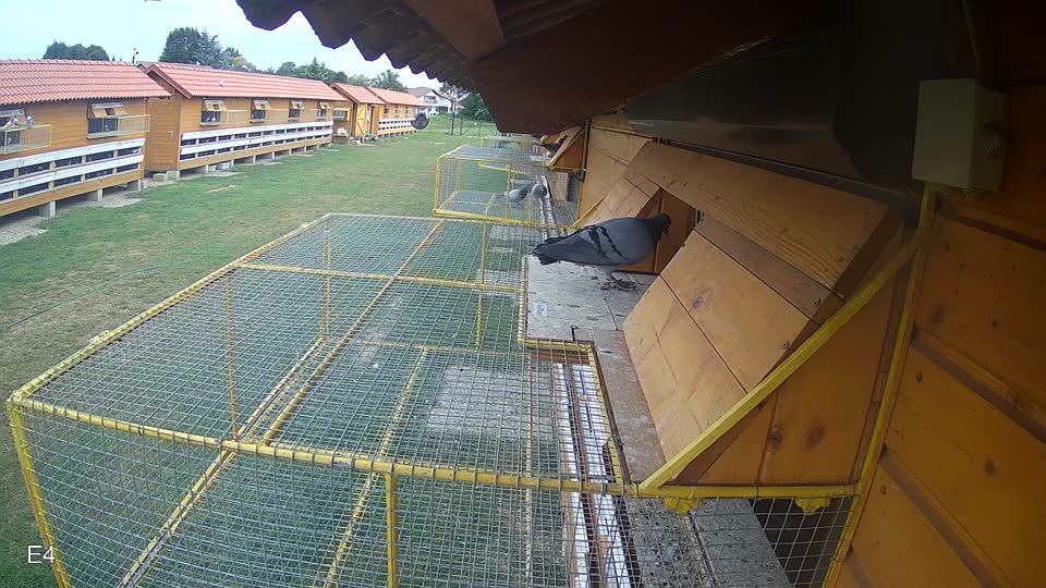 Pigeon Arrival Image For Race Race 3