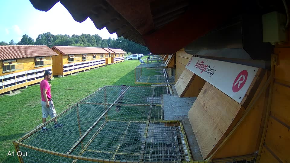 Pigeon Arrival Image For Race Final race 1