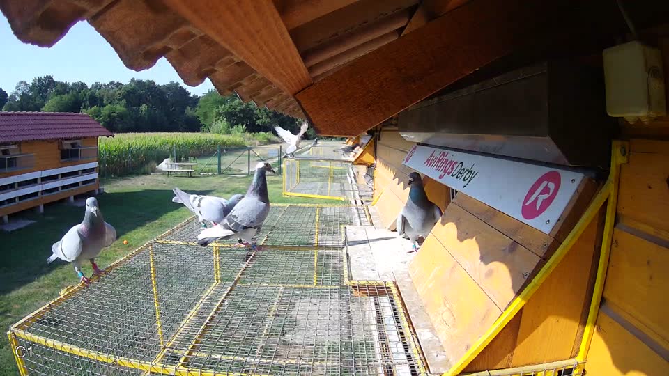 Pigeon Arrival Image For Race Race 1