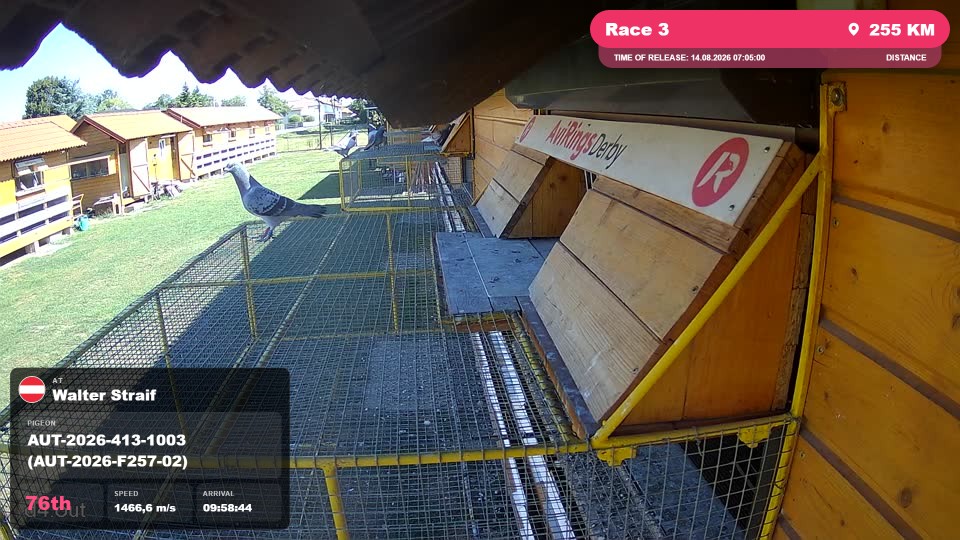 Pigeon Arrival Image For Race Race 3