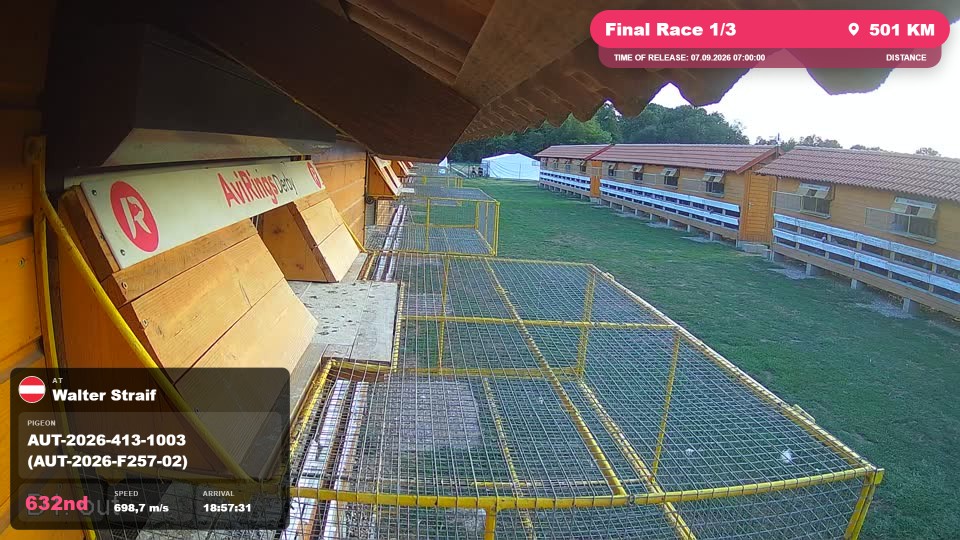 Pigeon Arrival Image For Race Final Race 1/3