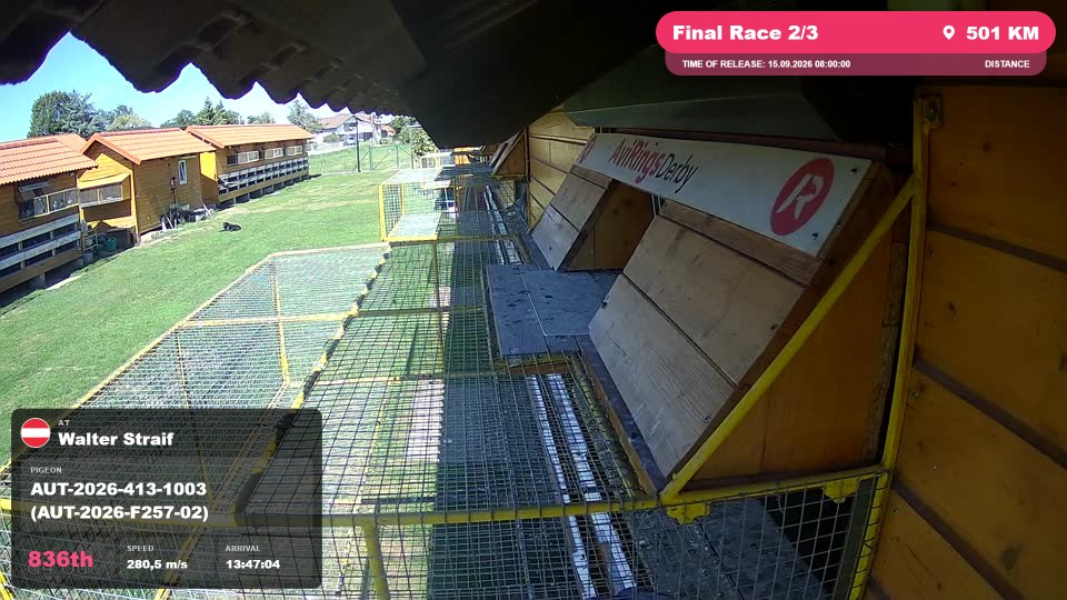 Pigeon Arrival Image For Race Final Race 2/3
