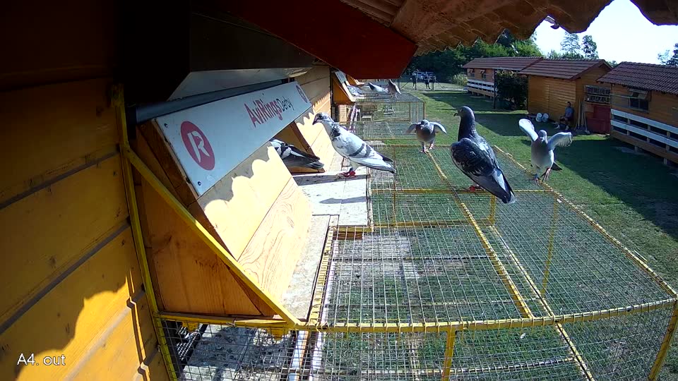 Pigeon Arrival Image For Race Race 1