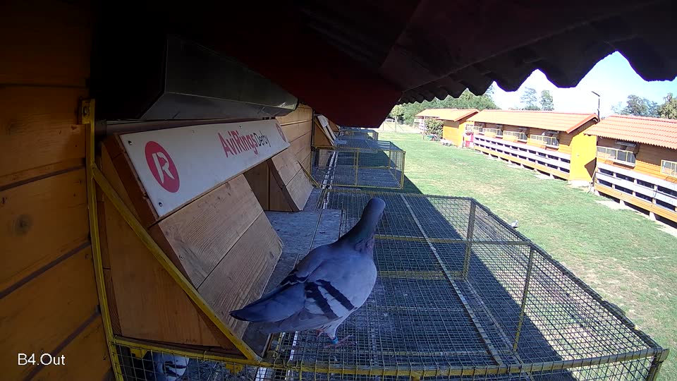 Pigeon Arrival Image For Race Final Race 1/3