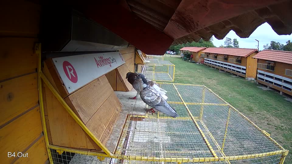 Pigeon Arrival Image For Race Race 4