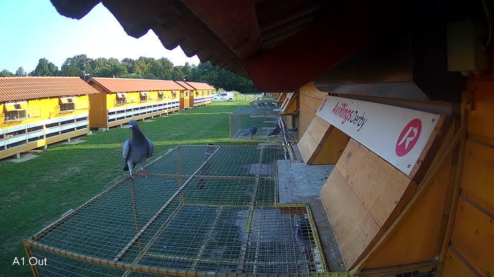 Pigeon Arrival Image For Race Race 6