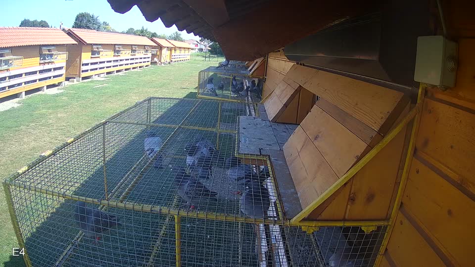Pigeon Arrival Image For Race Race 3