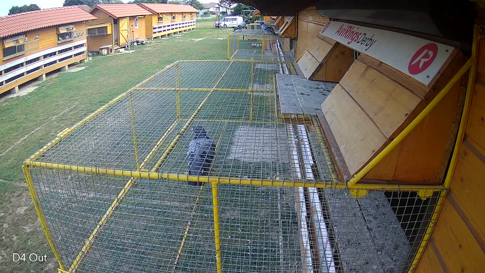 Pigeon Arrival Image For Race Race 4