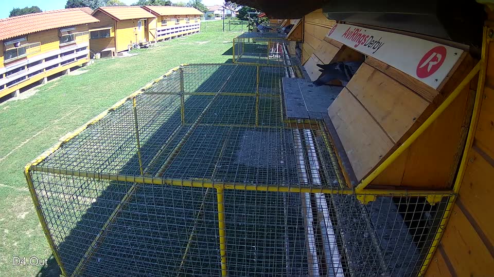 Pigeon Arrival Image For Race Race 2