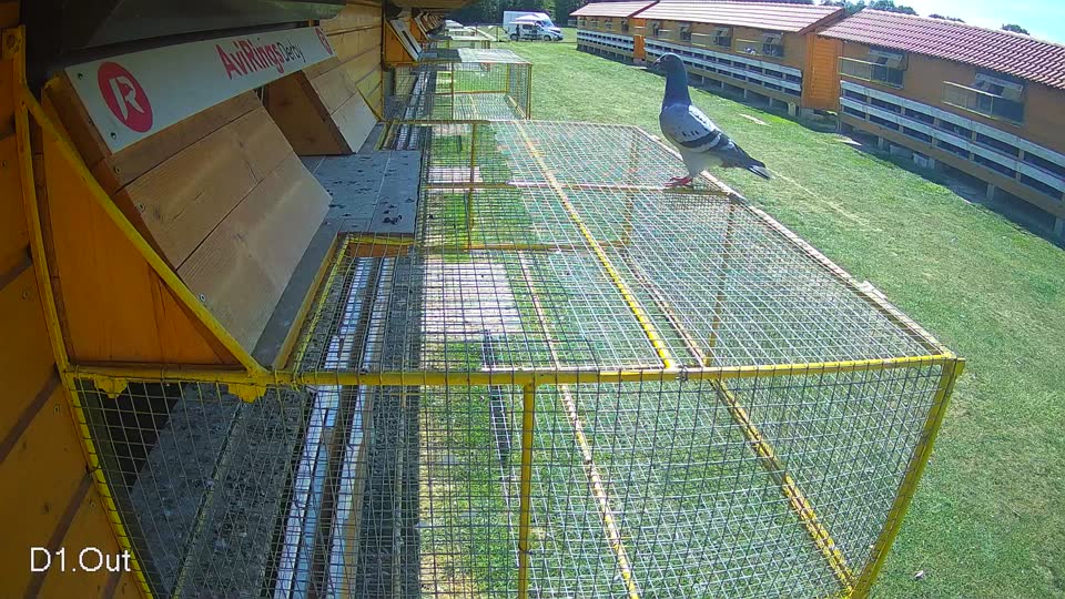 Pigeon Arrival Image For Race Race 5