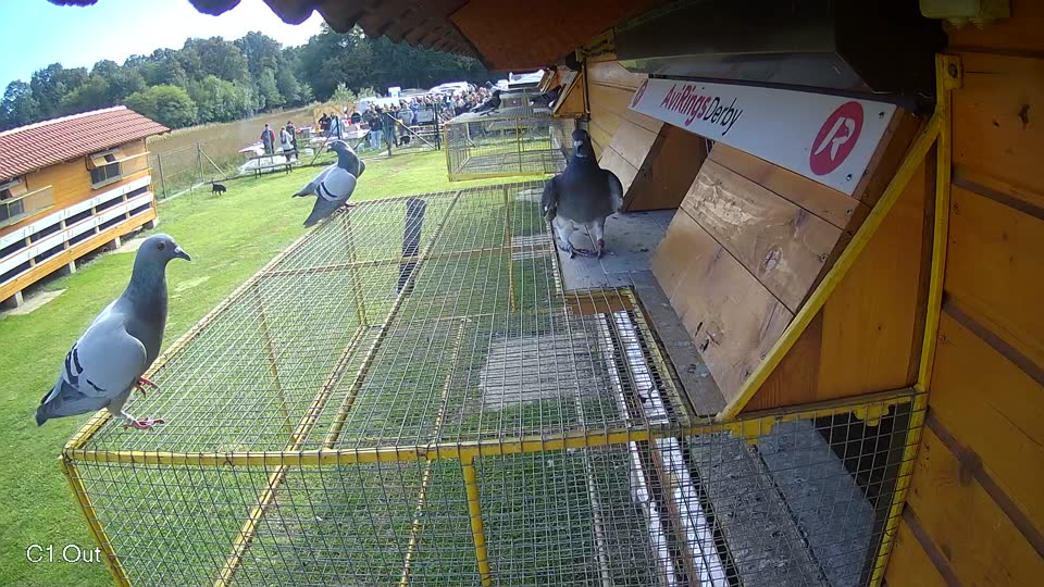 Pigeon Arrival Image For Race Final race 3