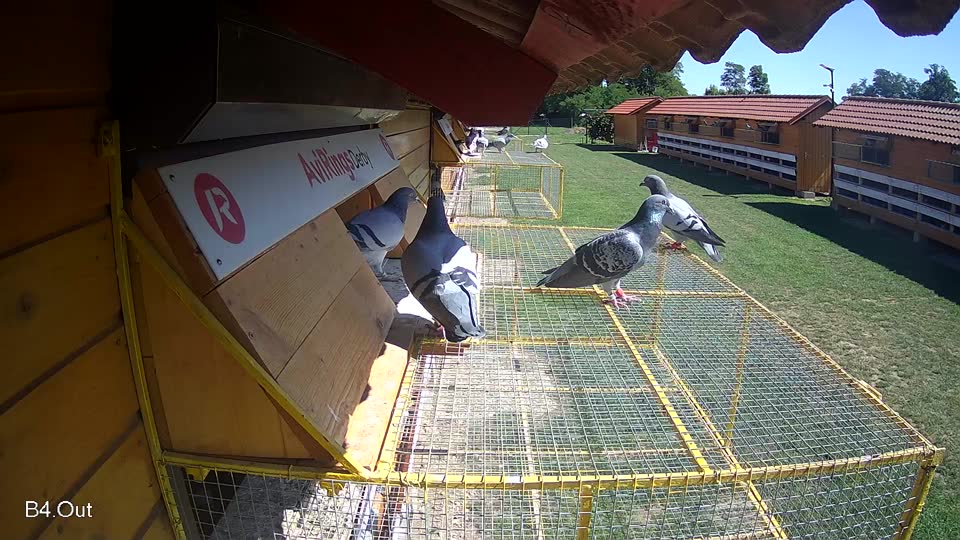 Pigeon Arrival Image For Race Race 2