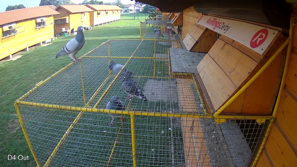 Pigeon Arrival Image For Race Final race 1
