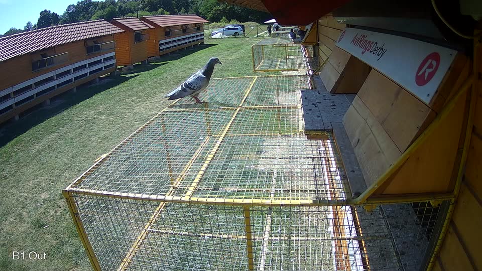 Pigeon Arrival Image For Race Race 5