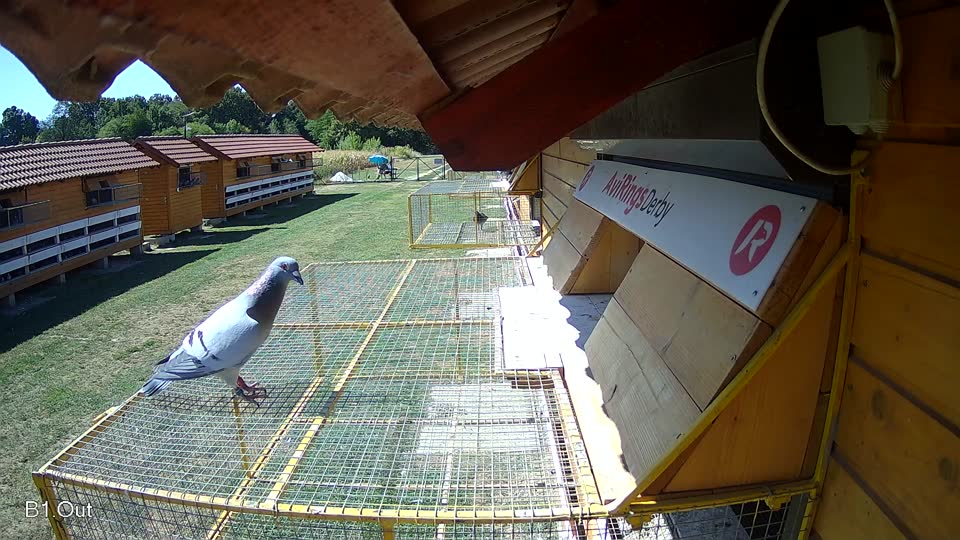 Pigeon Arrival Image For Race Race 3