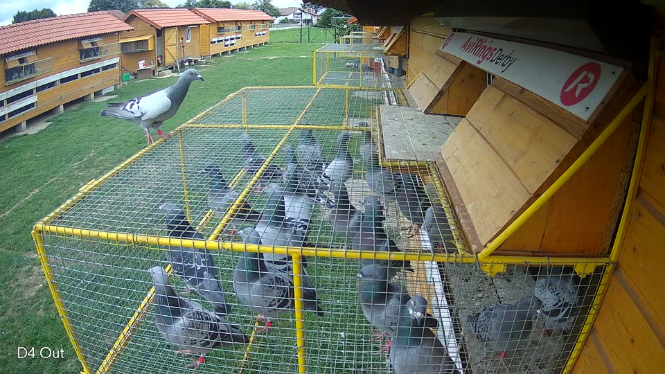 Pigeon Arrival Image For Race Final race 1