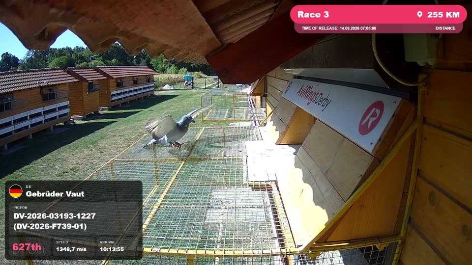 Pigeon Arrival Image For Race Race 3