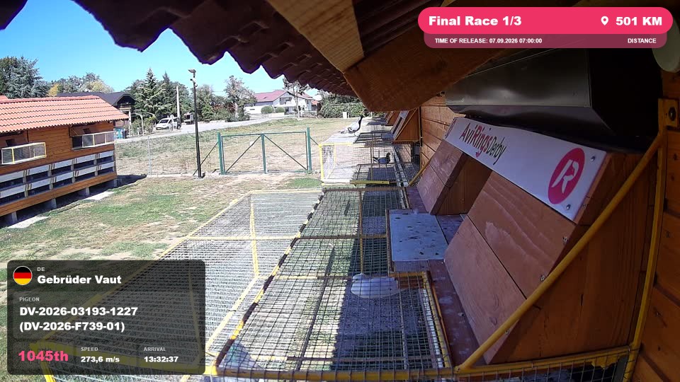Pigeon Arrival Image For Race Final Race 1/3