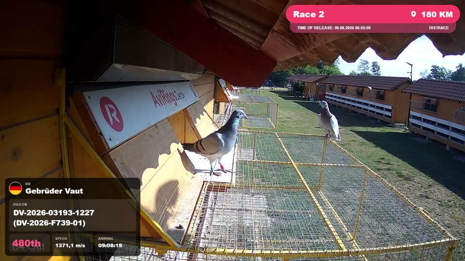 Pigeon Arrival Image For Race Race 2
