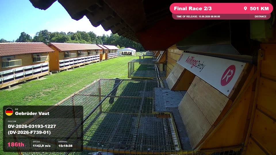 Pigeon Arrival Image For Race Final Race 2/3