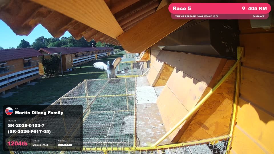 Pigeon Arrival Image For Race Race 5