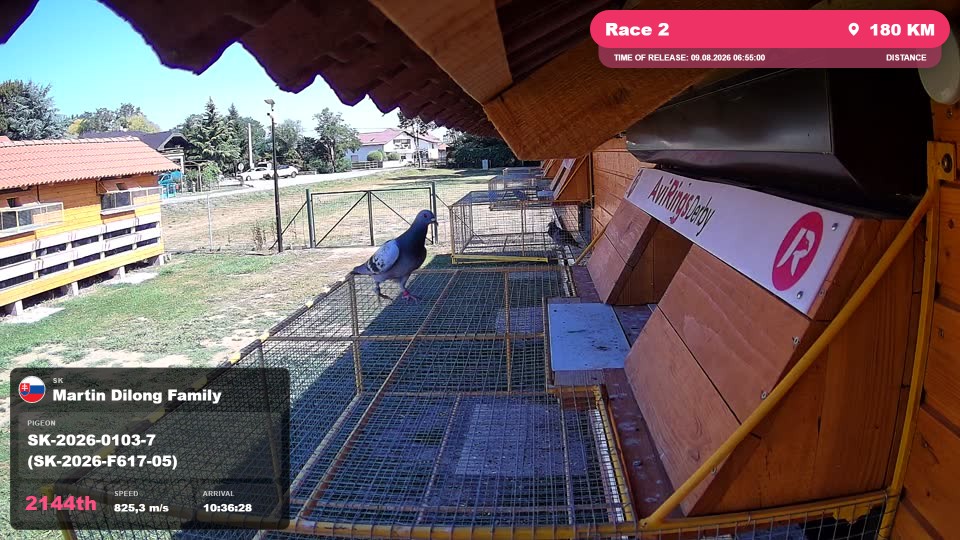 Pigeon Arrival Image For Race Race 2
