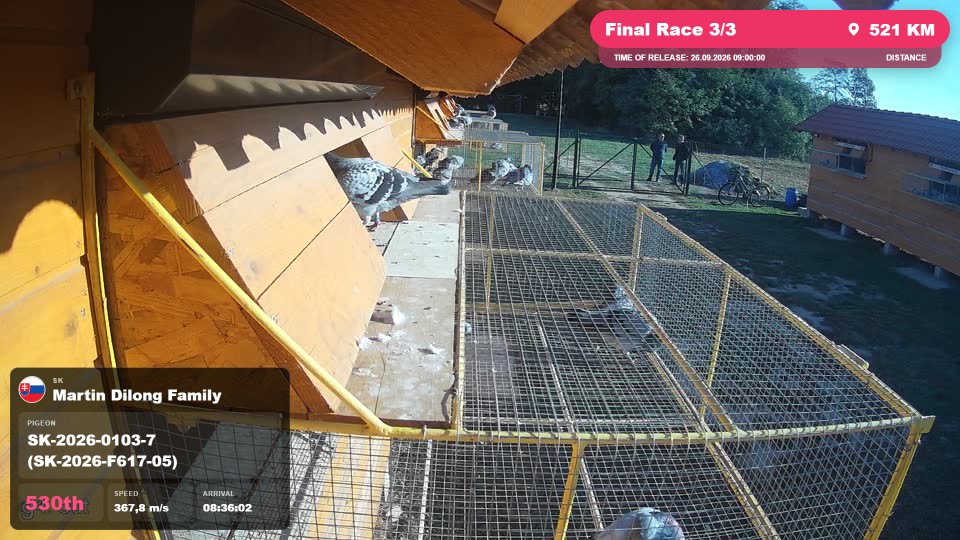 Pigeon Arrival Image For Race Final Race 3/3