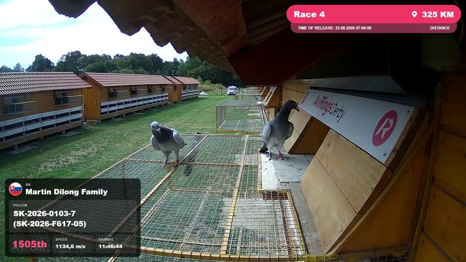 Pigeon Arrival Image For Race Race 4