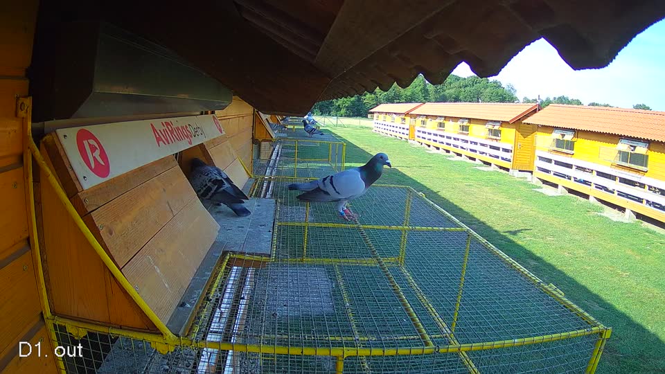 Pigeon Arrival Image For Race Race 1