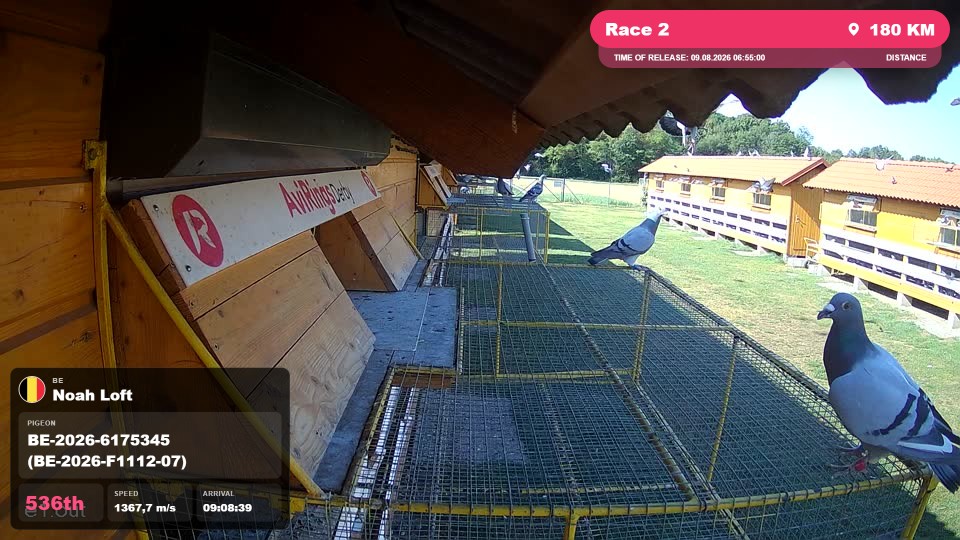 Pigeon Arrival Image For Race Race 2